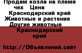 Продам козла на племя чех › Цена ­ 3 500 - Краснодарский край Животные и растения » Другие животные   . Краснодарский край